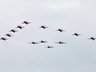 Red Arrows and BBMF